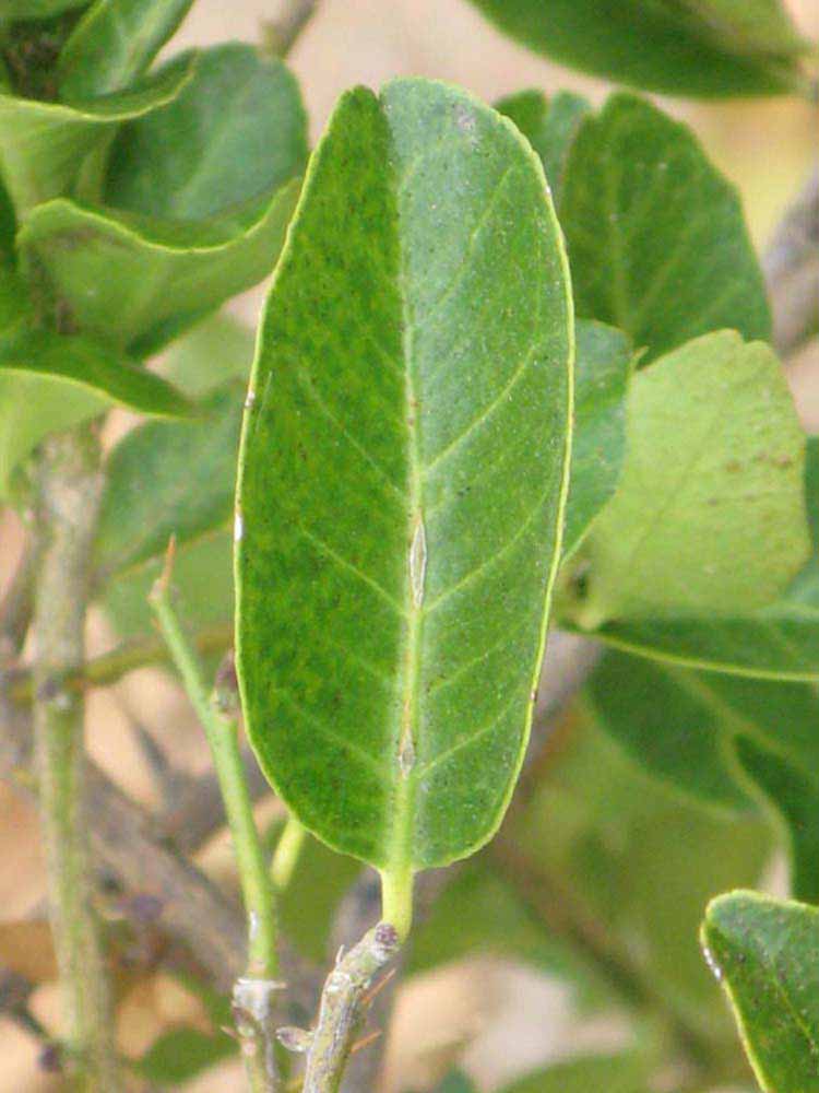              Unifoliolate leaf (Riverside, CA)       